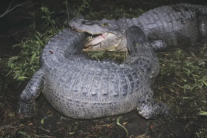 Framed Print : American Alligator (Alligator mississipiensis)
