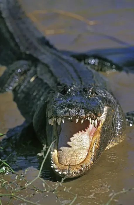 Framed Print : American Alligator, alligator mississipiensis