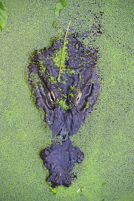 Framed Print : American alligator (Alligator mississippiensis)