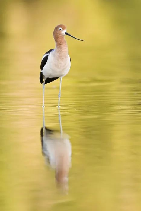 Framed Print : American Avocet (Recurvirostra americana) Framed Print : American Avocet (Recurvirostra americana)