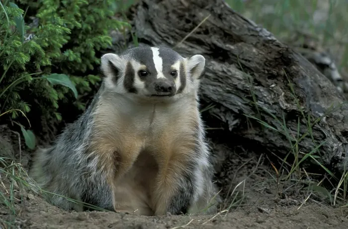 Framed Print : American Badger (Taxidea taxus) Framed Print : American Badger (Taxidea taxus)