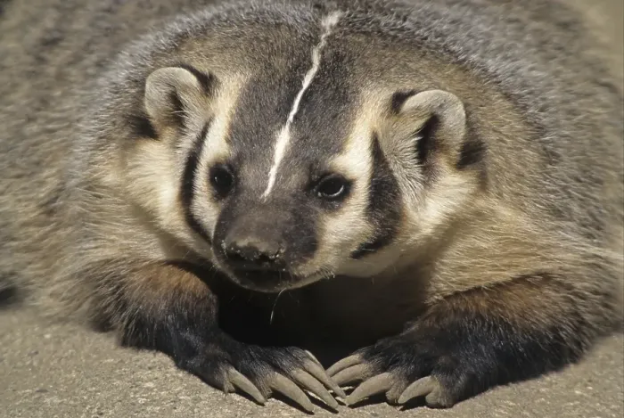 Framed Print : American Badger (Taxidea taxus)