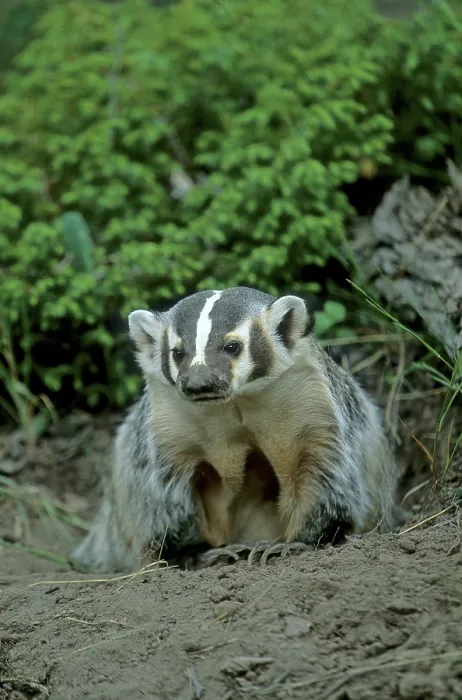 Framed Print : American Badger (Taxidea taxus)