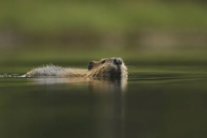 Framed Print : American Beaver (Castor canadensis) adult