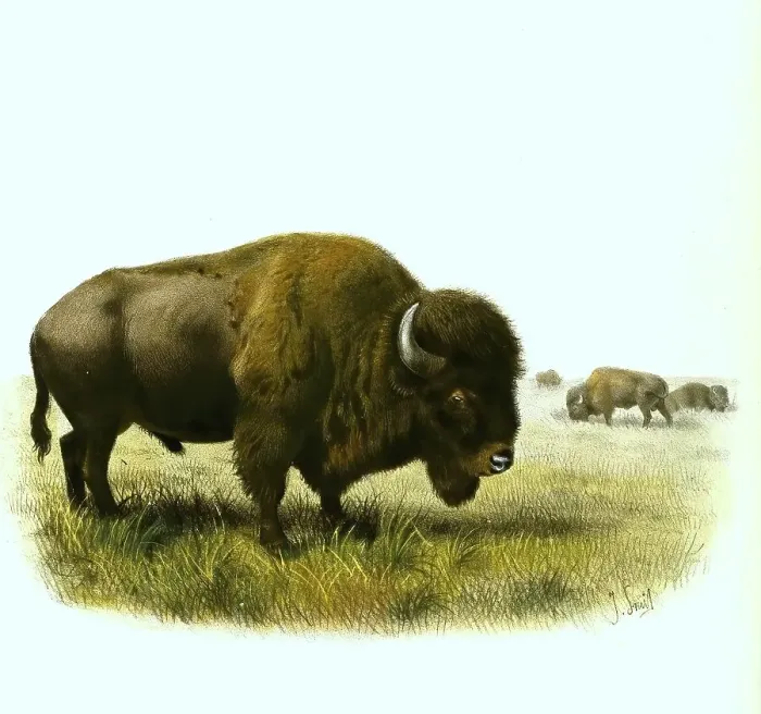 Framed Print : American bison (bison bison) buffalo Framed Print : American bison (bison bison) buffalo
