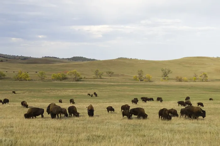 Framed Print : American Bison (Bison bison) herd Framed Print : American Bison (Bison bison) herd