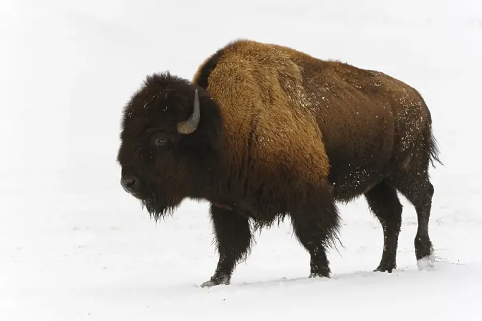 Framed Print : American bison (Bison bison) in winter