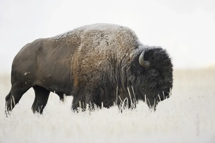 Framed Print : American bison (Bos bison, Bison bison) Framed Print : American bison (Bos bison, Bison bison)