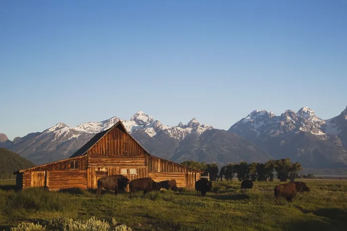 Framed Print : American Bison, Buffalo (Bison bison) herd in front of old wooden barn and Grand Teton Range Framed Print : American Bison, Buffalo (Bison bison) herd in front of old wooden barn and Grand Teton Range