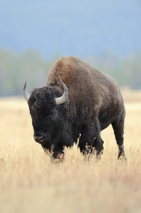 Framed Print : American Bison, Yellowstone national park Framed Print : American Bison, Yellowstone national park