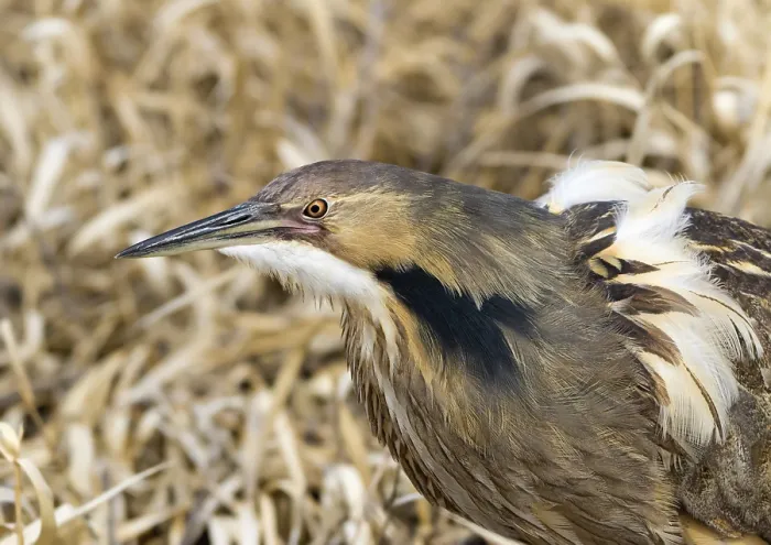 Framed Print : American Bittern, Botaurus lentiginosus