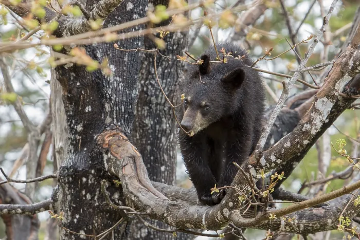 Framed Print : American Black Bear, black bear