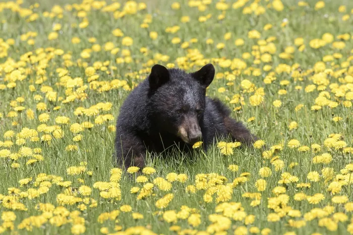 Framed Print : American Black Bear eating dandelion (Ursus americanus) Framed Print : American Black Bear eating dandelion (Ursus americanus)