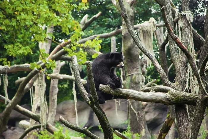 Framed Print : American black bear on a tree