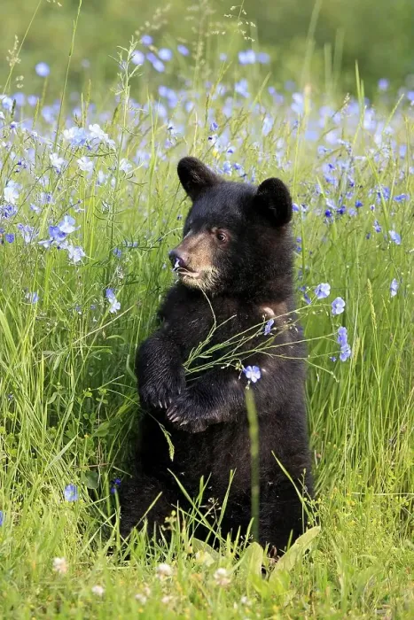 Framed Print : American Black Bear (Ursus americanus)