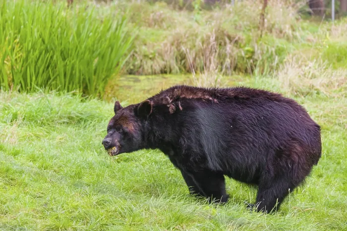 Framed Print : An American black bear (Ursus americanus)