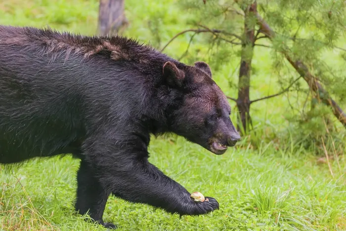 Framed Print : An American black bear (Ursus americanus)