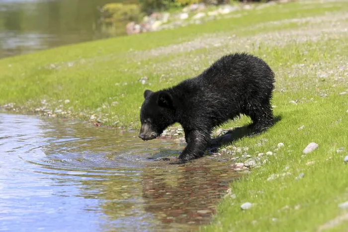 Framed Print : American Black Bear (Ursus americanus) Framed Print : American Black Bear (Ursus americanus)