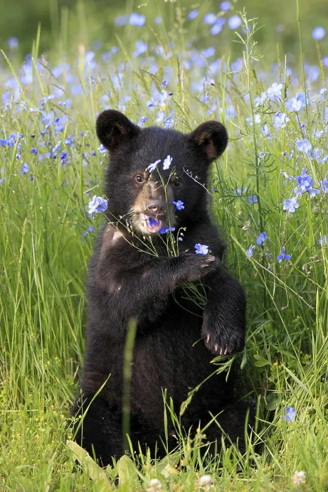 Framed Print : American Black Bear (Ursus americanus) Framed Print : American Black Bear (Ursus americanus)