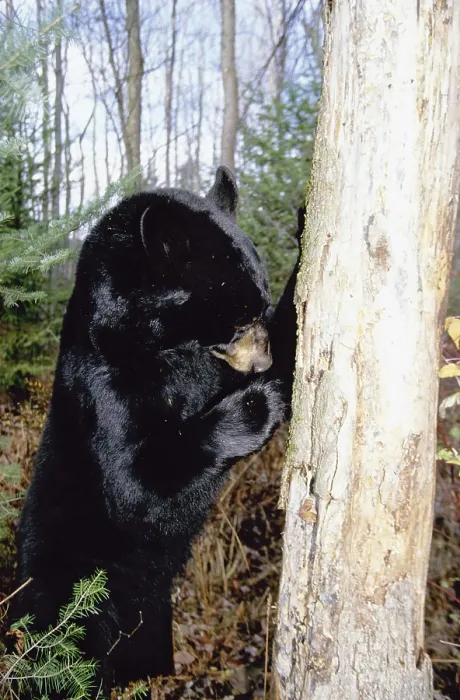 Framed Print : American Black Bear (Ursus americanus)