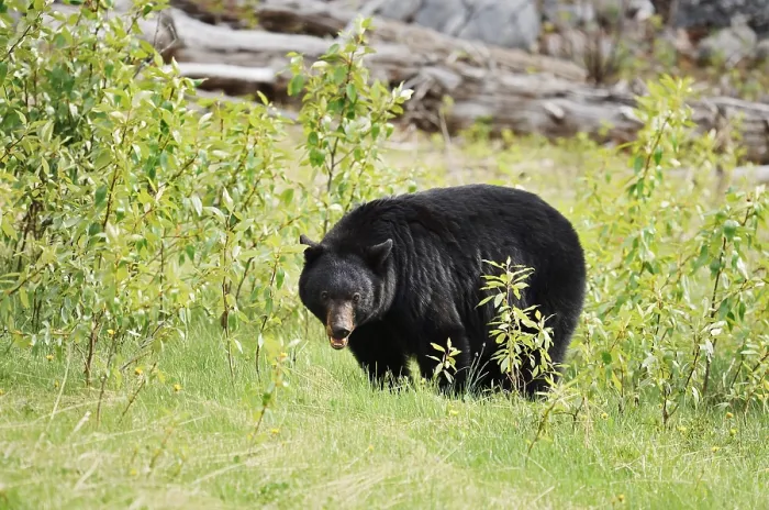Framed Print : American Black Bear (Ursus americanus)