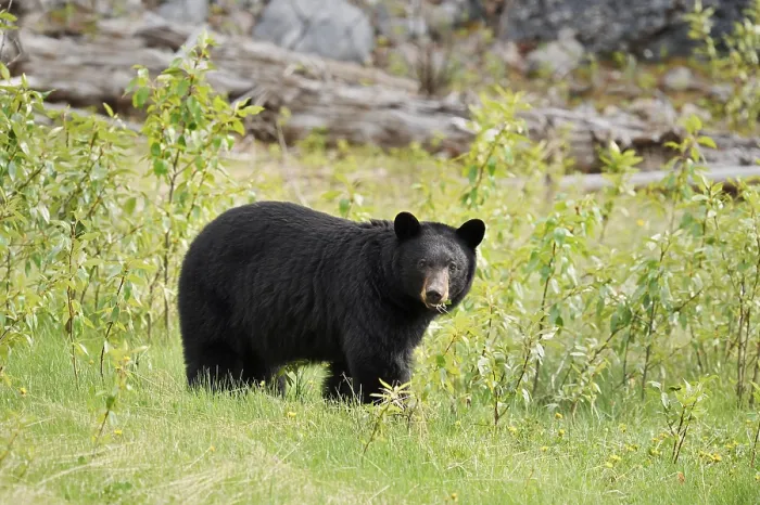 Framed Print : American Black Bear (Ursus americanus) Framed Print : American Black Bear (Ursus americanus)