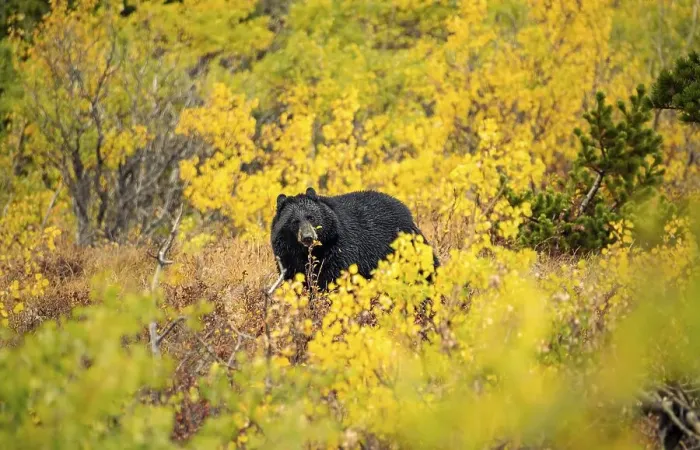 Framed Print : American Black Bear (Ursus americanus) among autumn colored bushes Framed Print : American Black Bear (Ursus americanus) among autumn colored bushes