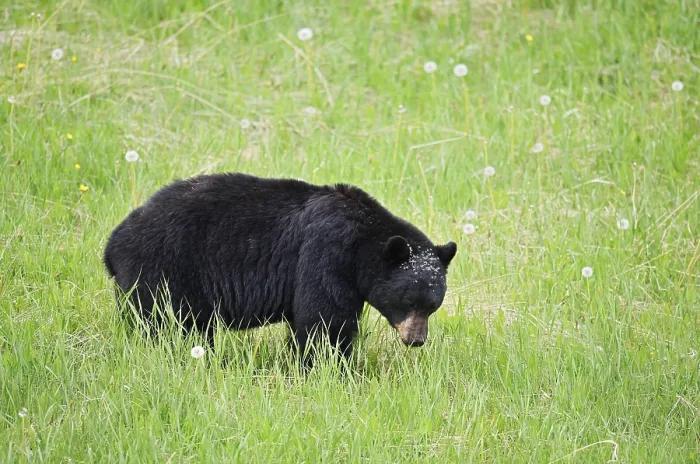 Framed Print : American Black Bear (Ursus americanus) eating plants