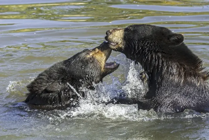 Framed Print : Two American black bears (Ursus americanus) play fighting, playfighting, playing and splashing in water of pond