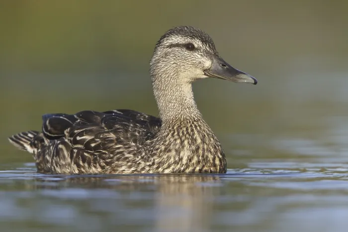 Framed Print : American Black Duck (Anas rubripes)