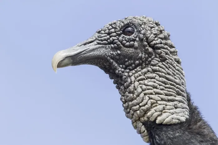 Framed Print : American Black Vulture (Coragyps atratus) Framed Print : American Black Vulture (Coragyps atratus)