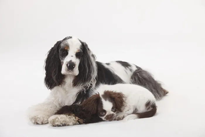 Framed Print : American Cocker Spaniel and mixed breed dog