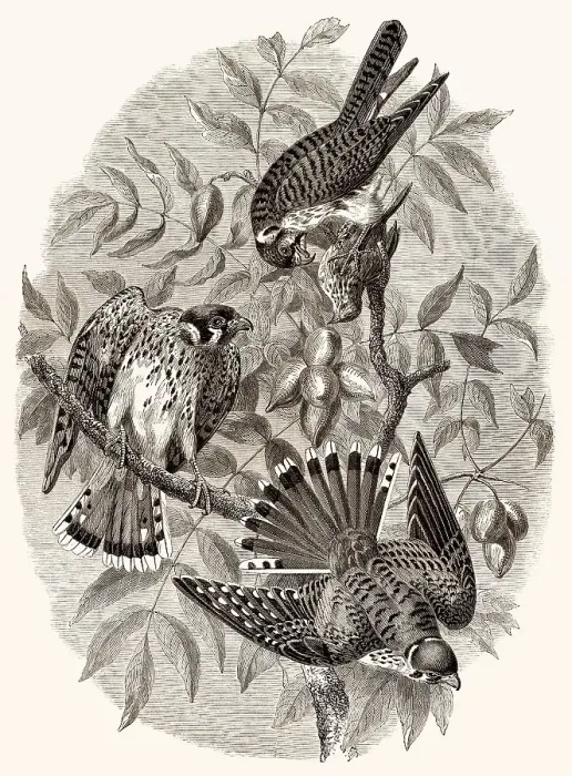 Framed Print : The American Common Kestrel, Falco sparverius