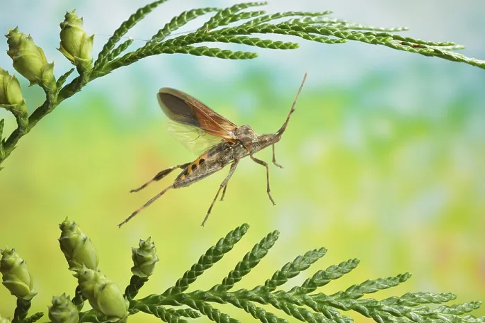 Framed Print : American cone bug (Leptoglossus occidentalis) in flight on the branch of a Thuja occidentalis (Thuja occidentalis)