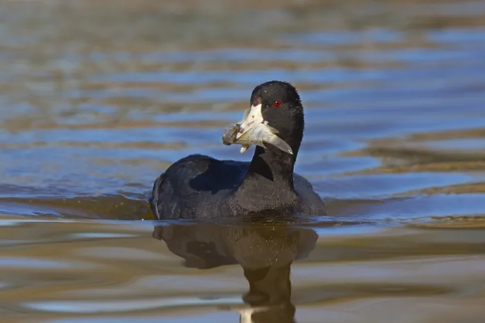 Framed Print : American Coot Fulica americana Gilbert Water Ranch