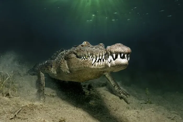 Framed Print : American crocodile (Crocodylus acutus) Framed Print : American crocodile (Crocodylus acutus)