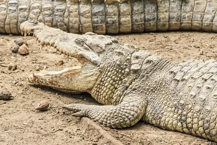 Framed Print : American crocodile (Crocodylus acutus) Mexico Framed Print : American crocodile (Crocodylus acutus) Mexico