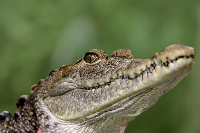 Framed Print : American crocodile (Crocodylus acutus) Mexico Framed Print : American crocodile (Crocodylus acutus) Mexico