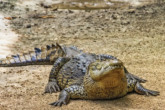 Framed Print : American crocodile (Crocodylus acutus) Mexico Framed Print : American crocodile (Crocodylus acutus) Mexico