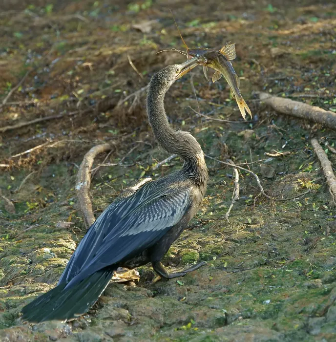 Framed Print : American darter (Anhinga anhinga) with preyed catfish Pantanal Brazil Framed Print : American darter (Anhinga anhinga) with preyed catfish Pantanal Brazil