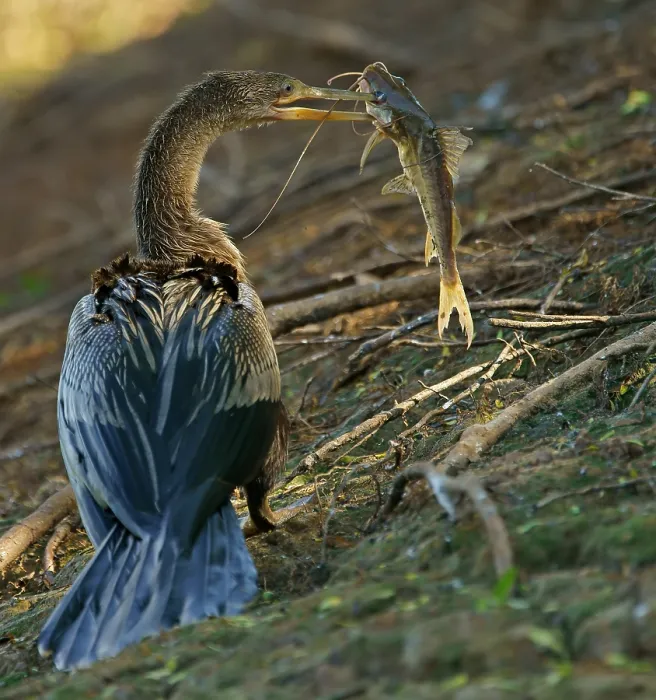 Framed Print : American darter (Anhinga anhinga) with preyed catfish Pantanal Brazil Framed Print : American darter (Anhinga anhinga) with preyed catfish Pantanal Brazil