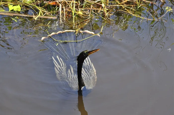 Framed Print : An American darter (Anhinga anhinga) swims in the calm water
