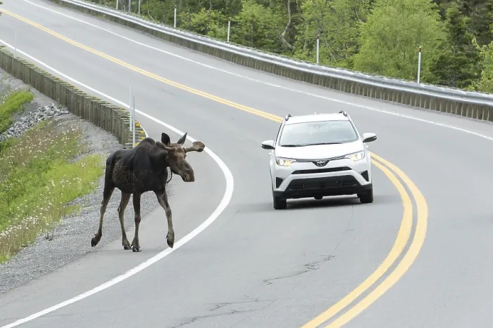 Framed Print : American elk (Alces alces) crosses road Framed Print : American elk (Alces alces) crosses road