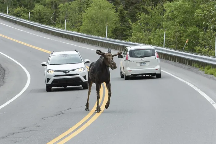 Framed Print : American elk (Alces alces) crosses road