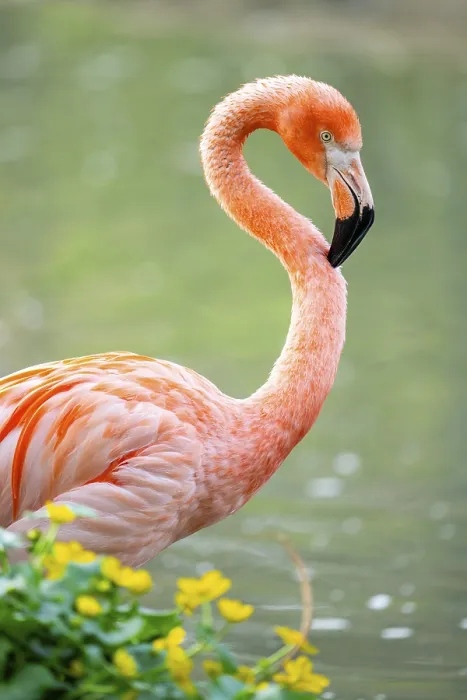 Framed Print : American flamingo (Phoenicopterus ruber)