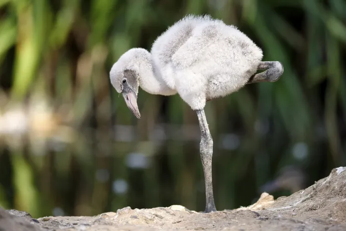 Framed Print : American flamingo (Phoenicopterus ruber) chick