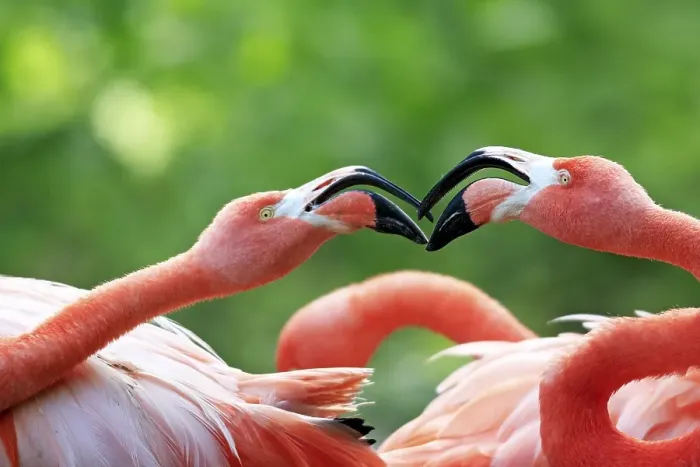 Framed Print : American Flamingos (Phoenicopterus ruber) Framed Print : American Flamingos (Phoenicopterus ruber)