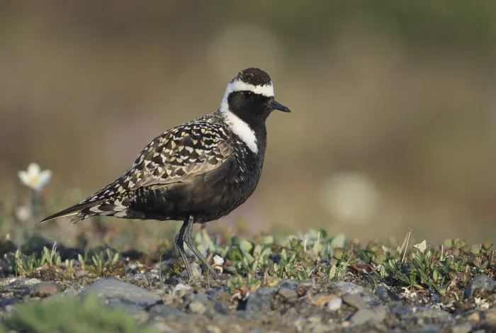 Framed Print : American Golden Plover (Pluvialis dominica)