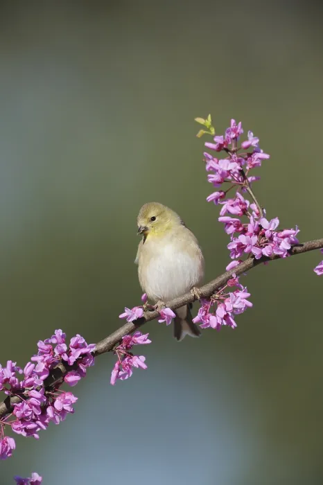 Framed Print : American Goldfinch (Carduelis tristis) Framed Print : American Goldfinch (Carduelis tristis)