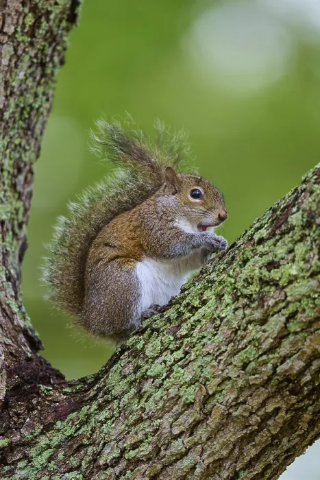 Framed Print : American grey squirrel (Sciurus carolinensis) sitting on a leafy branch on a tree